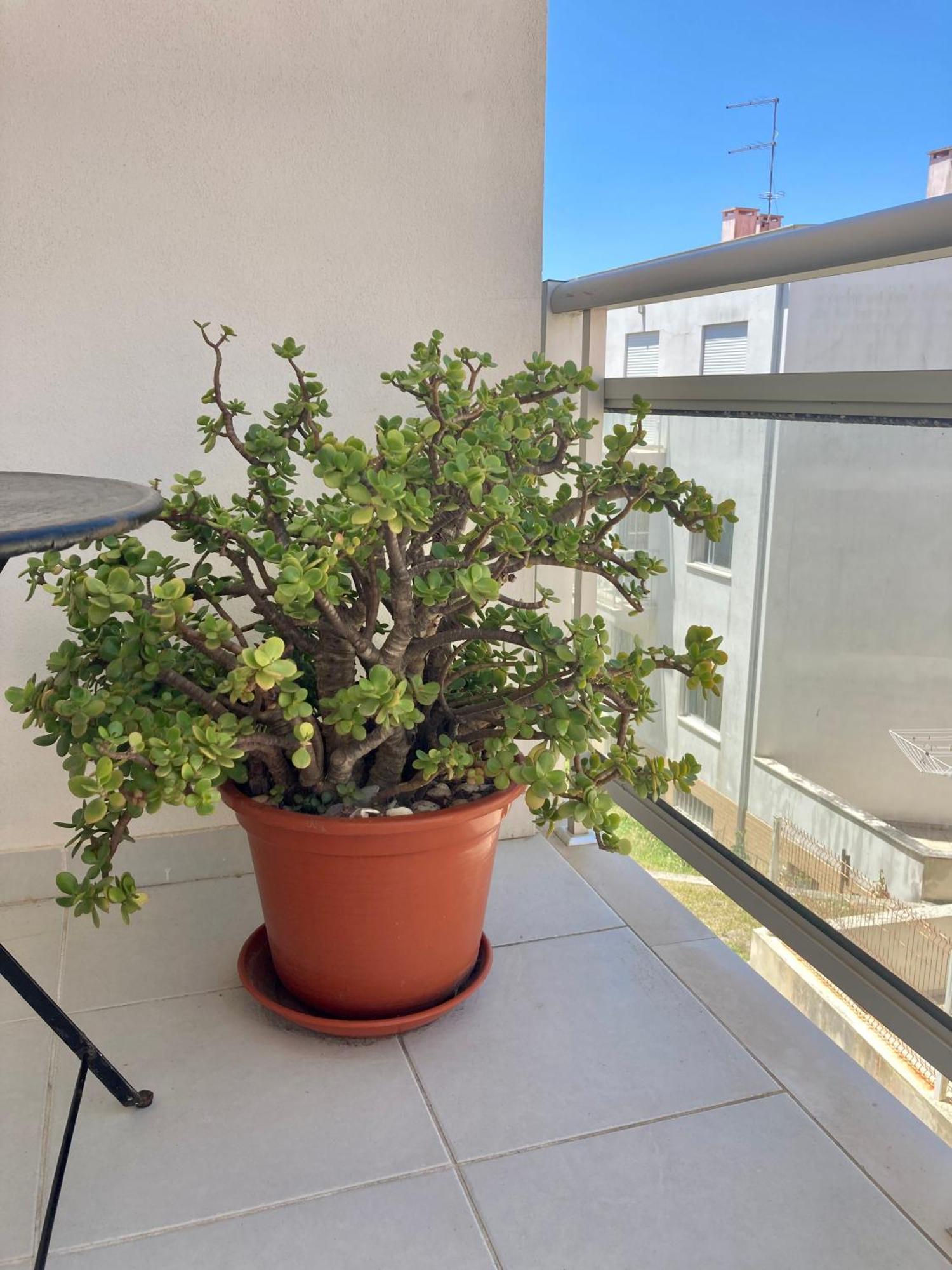 Cavalo-Marinho Nazare Apartman Kültér fotó